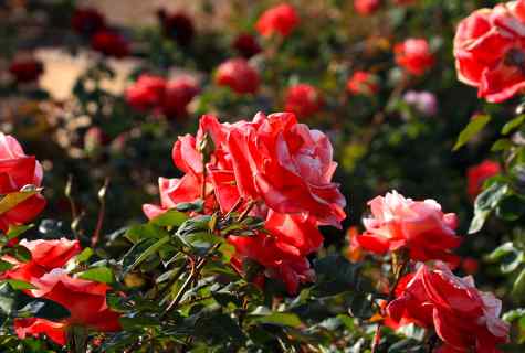 How to replace roses in the spring